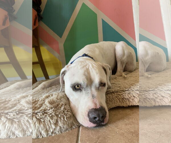 Medium Photo #2 Bulldog-Staffordshire Bull Terrier Mix Puppy For Sale in Chandler, AZ, USA