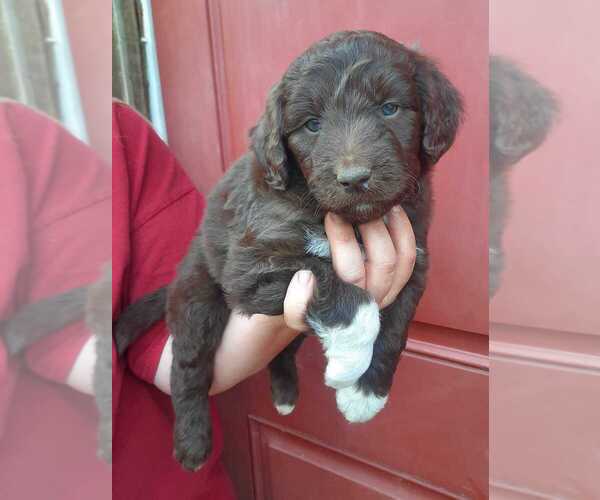 Medium Photo #10 Aussiedoodle Puppy For Sale in COTTAGEVILLE, SC, USA