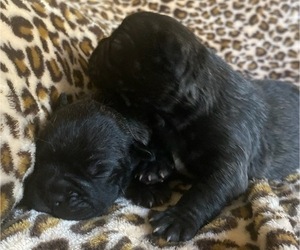 French Bulldog Puppy for Sale in HICKORY, North Carolina USA