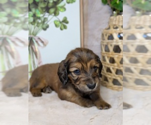 Dachshund Puppy for sale in GRAVETTE, AR, USA