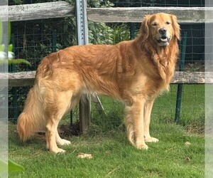 Father of the Golden Retriever puppies born on 03/14/2026