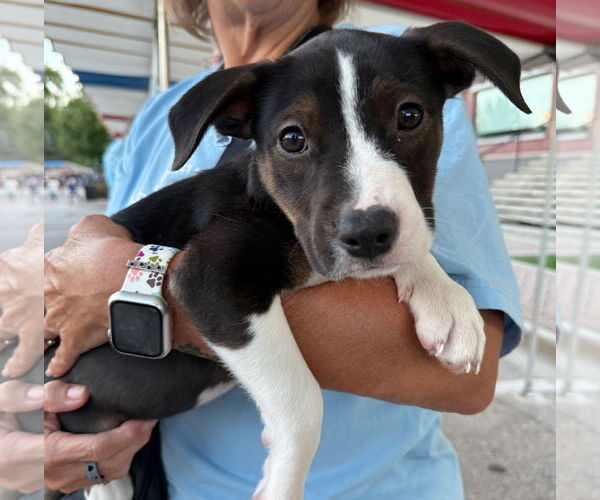 Medium Photo #6 Jack Russell Terrier Puppy For Sale in GILBERTS, IL, USA