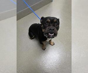 French Bulldog-Unknown Mix Dogs for adoption in Las Vegas, NV, USA