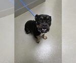 Small French Bulldog Mix