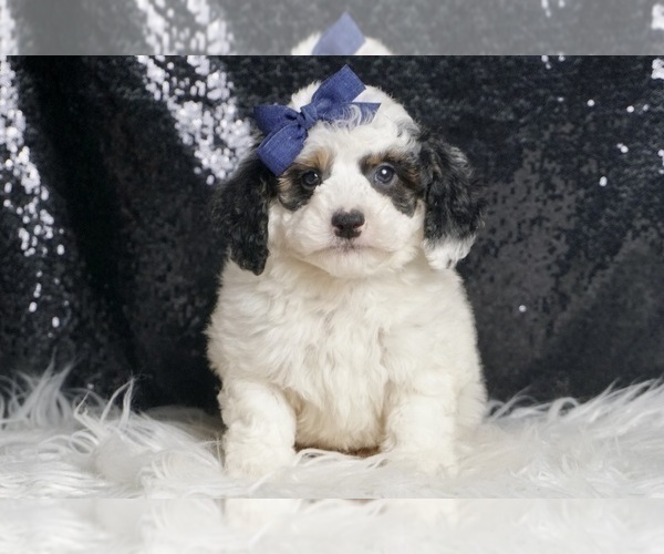 Medium Photo #3 Goldendoodle (Miniature) Puppy For Sale in WARSAW, IN, USA