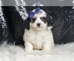 Small #2 Goldendoodle (Miniature)