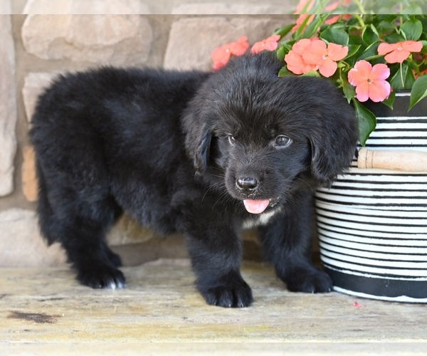 Medium Photo #6 Newfoundland Puppy For Sale in MILLERSBURG, OH, USA