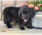 Small #5 Newfoundland