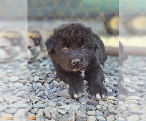 Medium Photo #3 Siberian Husky-Unknown Mix Puppy For Sale in Bellingham, WA, USA