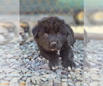 Small #2 Siberian Husky Mix