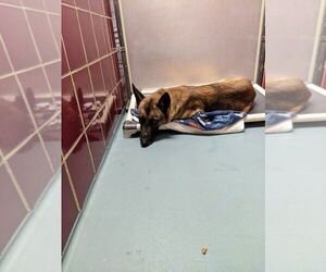 Mutt Dogs for adoption in Imlay City, MI, USA