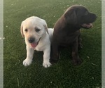 Small #9 Labrador Retriever