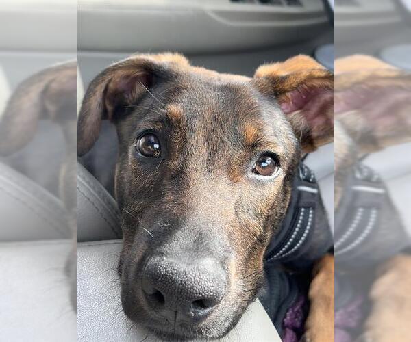 Medium Photo #2 German Shepherd Dog Puppy For Sale in Toronto, Ontario, Canada