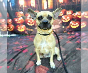 French Bulldog Dogs for adoption in Long Beach, CA, USA