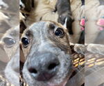 Small #12 Labrador Retriever-Plott Hound Mix