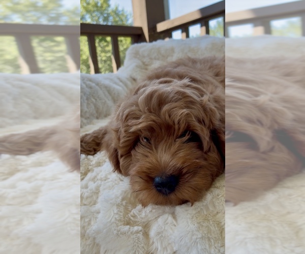 Medium Photo #17 Goldendoodle mix (+ Poodle Miniature) Puppy For Sale in RANDOLPH, WI, USA