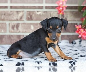 Pinny-Poo Puppy for sale in FREDERICKSBG, OH, USA