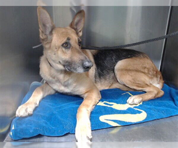 Medium Photo #1 German Shepherd Dog Puppy For Sale in Downey, CA, USA