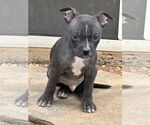 Small #1 Mutt