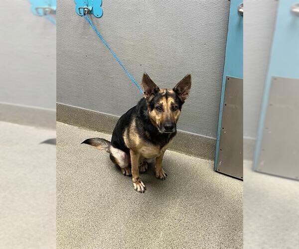 Medium Photo #1 German Shepherd Dog-Unknown Mix Puppy For Sale in Las Vegas, NV, USA