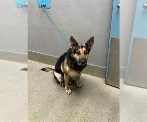 German Shepherd Dog-Unknown Mix Dogs for adoption in Las Vegas, NV, USA