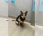 ROCKY - Male German Shepherd Dog-Unknown Mix Dog for Adoption - Small photo