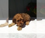 Small Photo #1 Cavapoo Puppy For Sale in FREDERICKSBURG, OH, USA