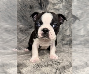 Boston Terrier Puppy for sale in ODENVILLE, AL, USA