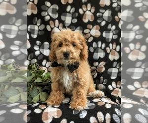 Bichpoo Puppy for sale in LEOLA, PA, USA