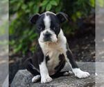 Small #4 Boston Terrier