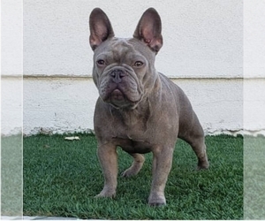 Mother of the French Bulldog puppies born on 08/21/2019