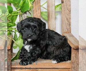 Poovanese Puppy for sale in LEOLA, PA, USA