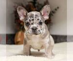 Small #3 French Bulldog