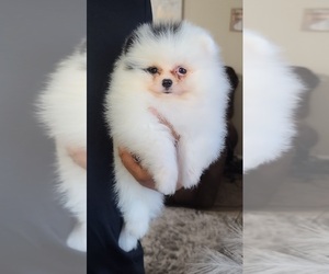 Pomeranian Puppy for sale in LOS ANGELES, CA, USA