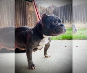 Mother of the American Bully puppies born on 11/30/2020