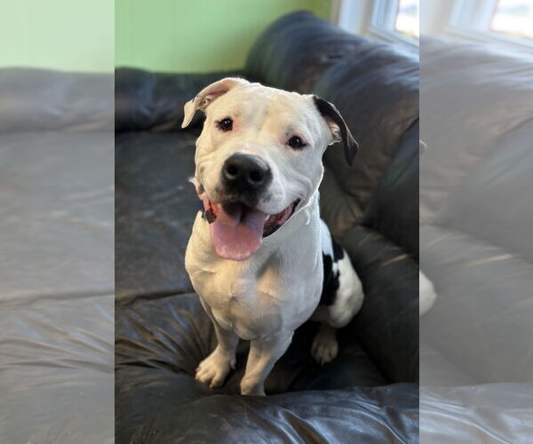 Medium Photo #1 American Bulldog-Unknown Mix Puppy For Sale in Spring Lake, NJ, USA