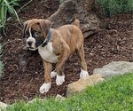 Small #8 Boxer