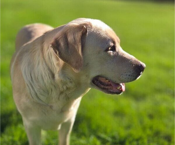Medium Photo #4 Borador Puppy For Sale in FORTUNA, CA, USA