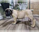 Puppy Green Boerboel