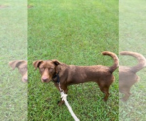 Mechanic - At shelter - Female Chocolate Labrador retriever-Unknown Mix Dog for Adoption - Photo #9