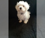 Puppy 5 Maltese