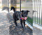 Small Photo #5 Collie-Labrador Retriever Mix Puppy For Sale in McKinney, TX, USA