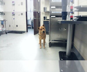 Labrador Retriever Dogs for adoption in Fayetteville, NC, USA