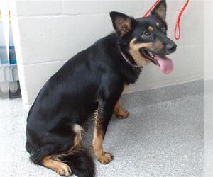 German Shepherd Dog-Unknown Mix Dogs for adoption in Pasadena, TX, USA