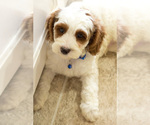 Small Photo #4 Cavapoo Puppy For Sale in BAY VIEW, WI, USA