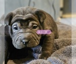 Puppy 5 Chinese Shar-Pei