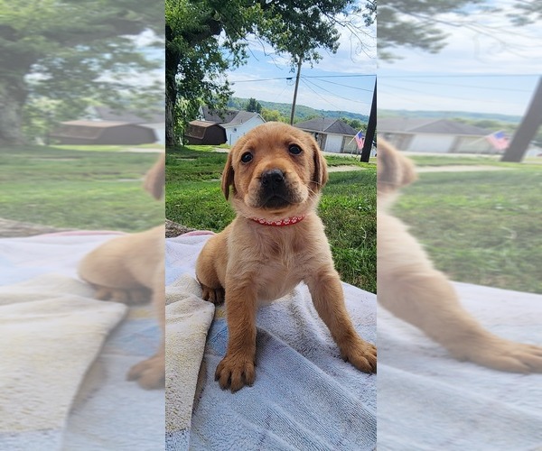 Medium Photo #12 Labrador Retriever Puppy For Sale in CHICORA, PA, USA