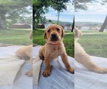 Small #11 Labrador Retriever