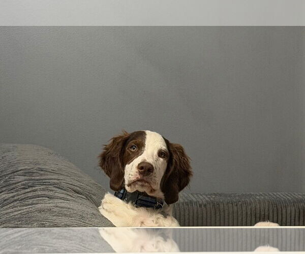 Medium Photo #3 Brittany Puppy For Sale in Curwensville, PA, USA