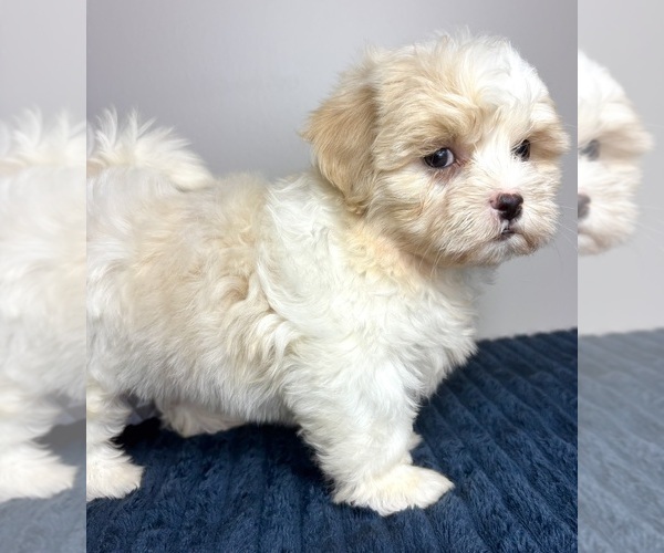 Medium Photo #3 Mal-Shi Puppy For Sale in INDIANAPOLIS, IN, USA
